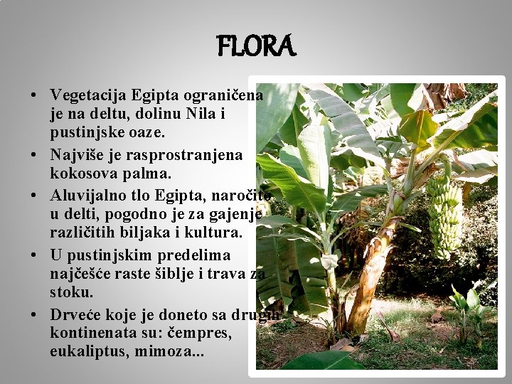FLORA • Vegetacija Egipta ograničena je na deltu, dolinu Nila i pustinjske oaze. •