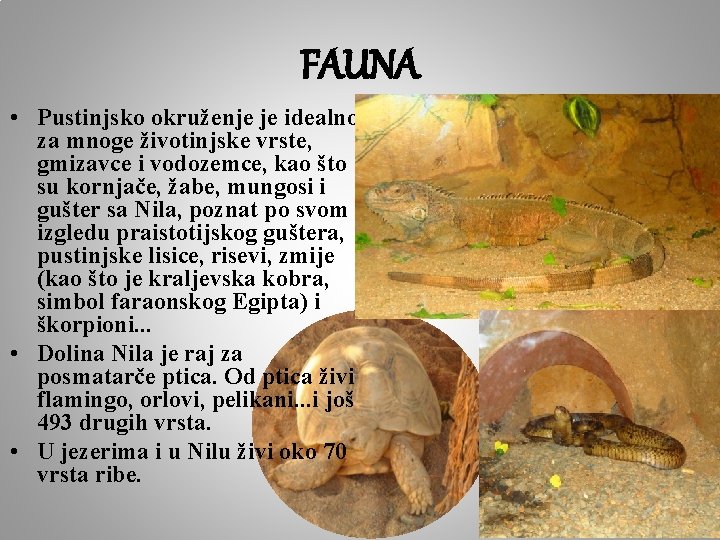 FAUNA • Pustinjsko okruženje je idealno za mnoge životinjske vrste, gmizavce i vodozemce, kao