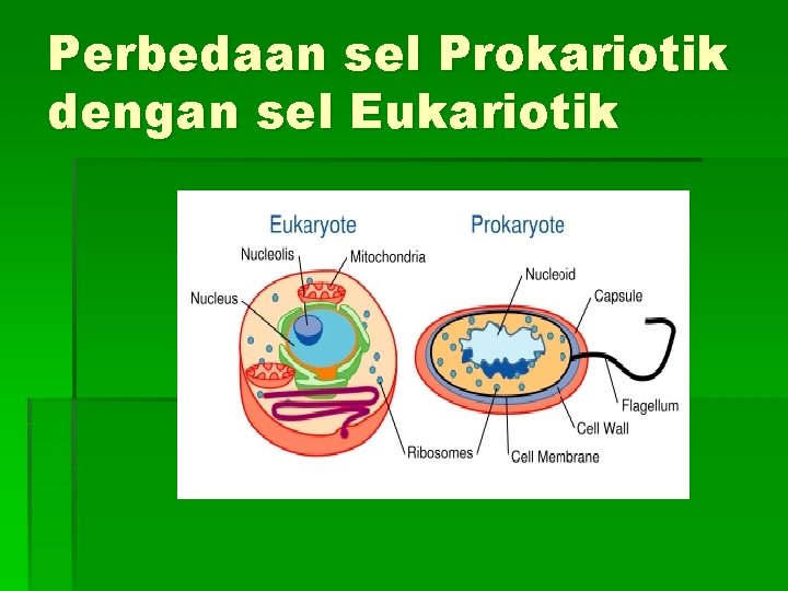 Perbedaan sel Prokariotik dengan sel Eukariotik 