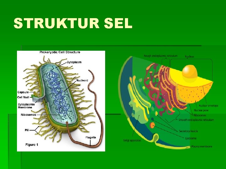 STRUKTUR SEL 