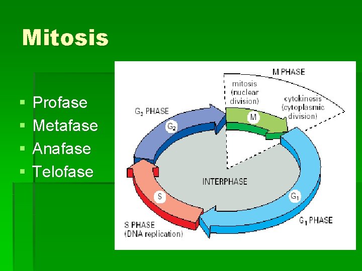 Mitosis § § Profase Metafase Anafase Telofase 