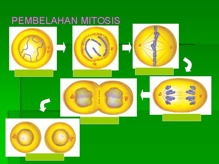 PEMBELAHAN MITOSIS Profase awal Profase akhir Telofase awal Telofase akhir Metafase Anafase 
