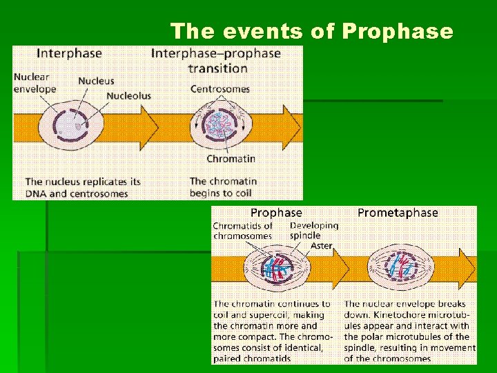 The events of Prophase 