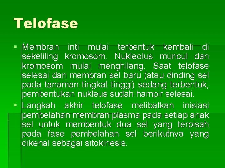 Telofase § Membran inti mulai terbentuk kembali di sekeliling kromosom. Nukleolus muncul dan kromosom