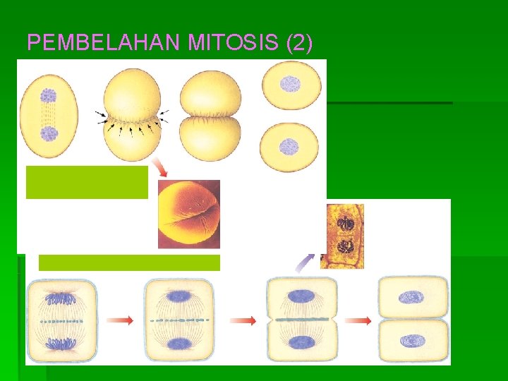 PEMBELAHAN MITOSIS (2) Sitokinesis pada sel hewan. Sitokinesis pada sel tumbuhan. 