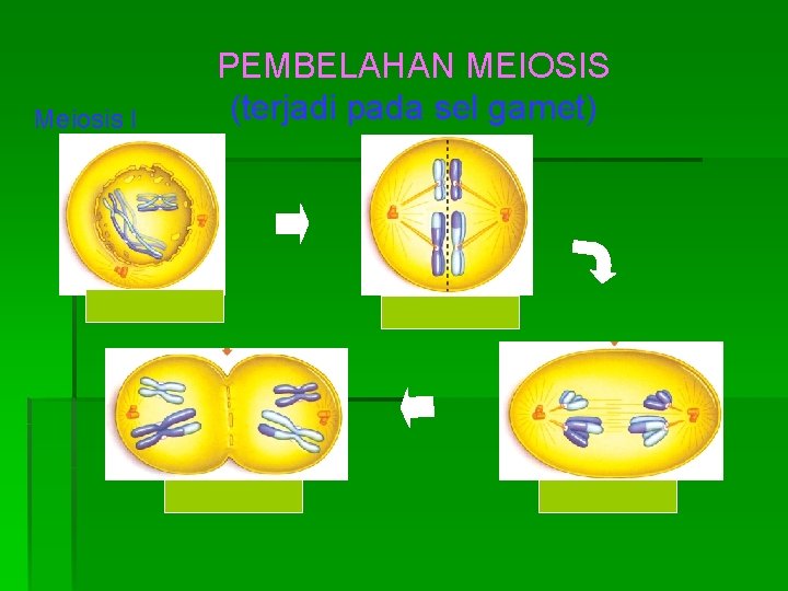 Meiosis I PEMBELAHAN MEIOSIS (terjadi pada sel gamet) Profase I Metafase I Telofase I
