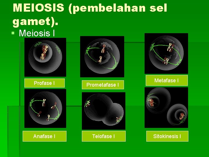 MEIOSIS (pembelahan sel gamet). § Meiosis I Profase I Prometafase I Anafase I Telofase