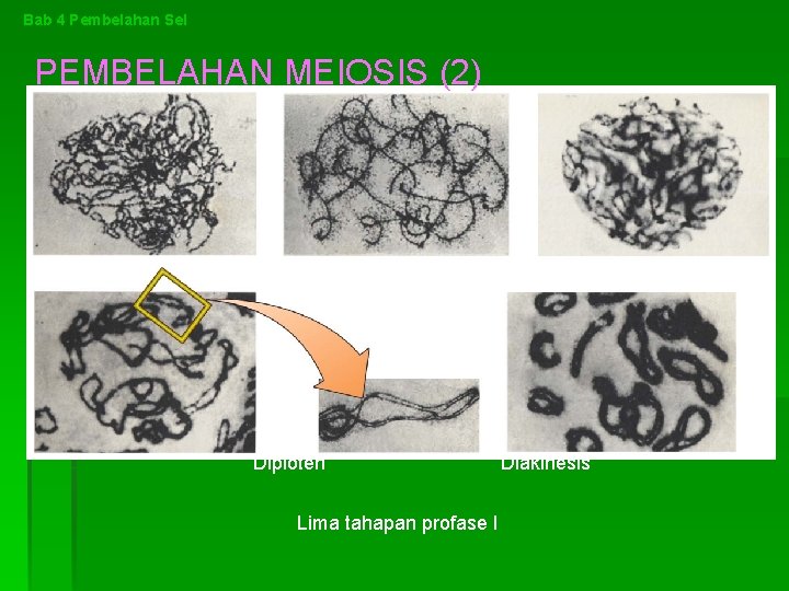 Bab 4 Pembelahan Sel PEMBELAHAN MEIOSIS (2) Leptoten Zigoten Diploten Lima tahapan profase I