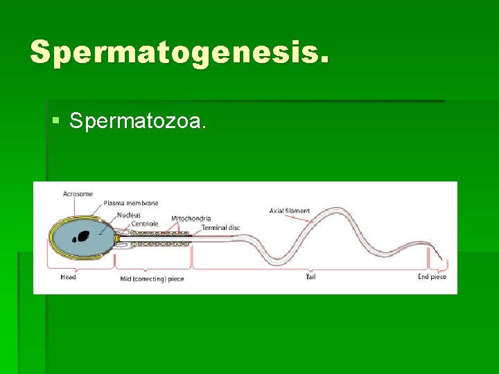 Spermatogenesis. § Spermatozoa. 
