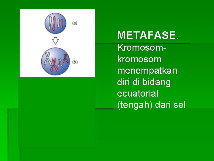 METAFASE. Kromosomkromosom menempatkan diri di bidang ecuatorial (tengah) dari sel 