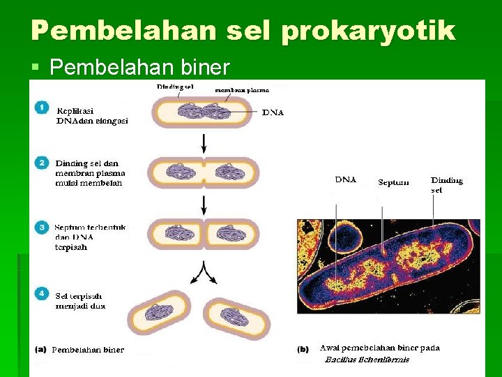 Pembelahan sel prokaryotik § Pembelahan biner 