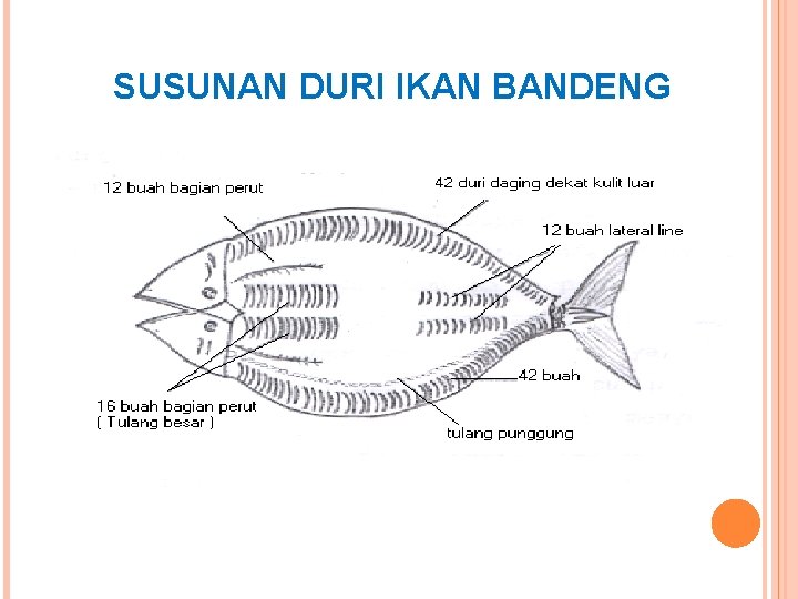 SUSUNAN DURI IKAN BANDENG 