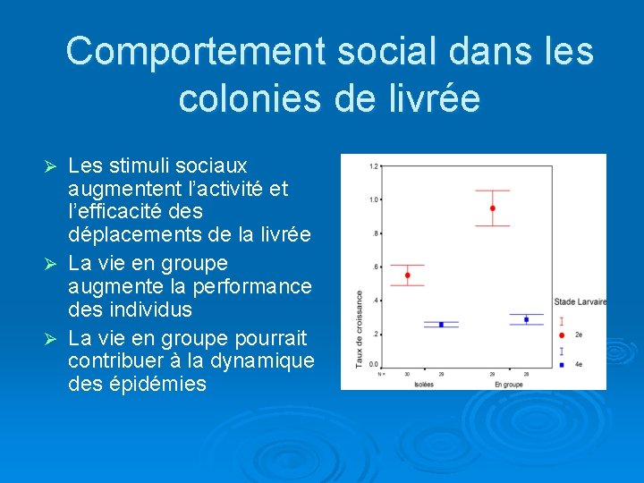 Comportement social dans les colonies de livrée Les stimuli sociaux augmentent l’activité et l’efficacité