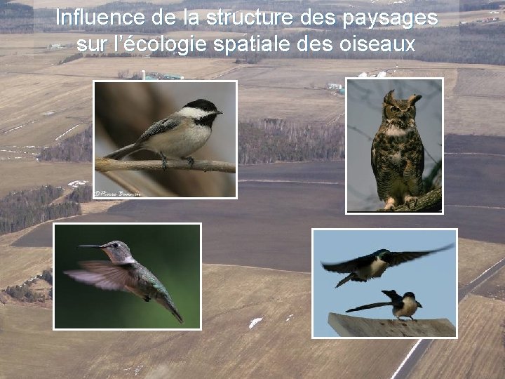 Influence de la structure des paysages sur l’écologie spatiale des oiseaux 
