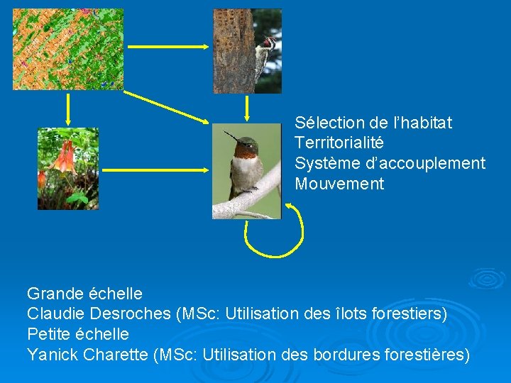 Sélection de l’habitat Territorialité Système d’accouplement Mouvement Grande échelle Claudie Desroches (MSc: Utilisation des
