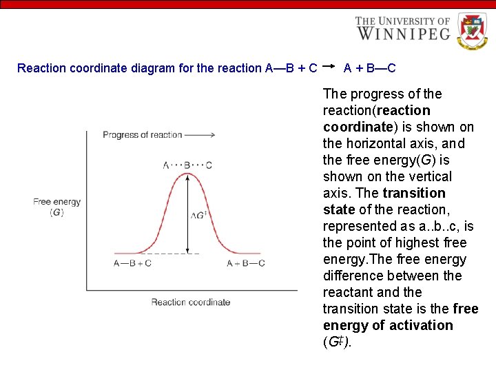 Reaction coordinate diagram for the reaction A—B + C A + B—C The progress