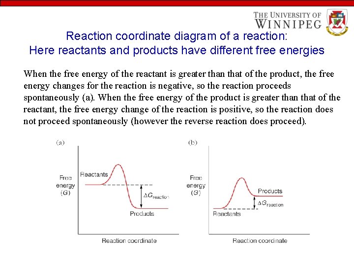 Reaction coordinate diagram of a reaction: Here reactants and products have different free energies