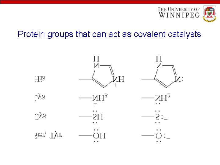 Protein groups that can act as covalent catalysts 