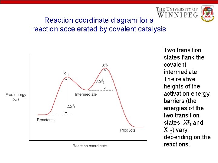 Reaction coordinate diagram for a reaction accelerated by covalent catalysis Two transition states flank