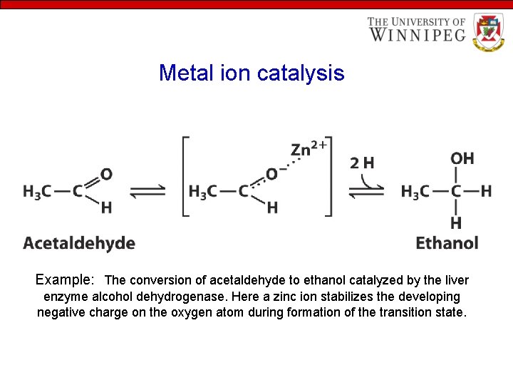 Metal ion catalysis Example: The conversion of acetaldehyde to ethanol catalyzed by the liver