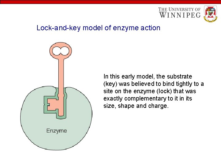 Lock-and-key model of enzyme action In this early model, the substrate (key) was believed