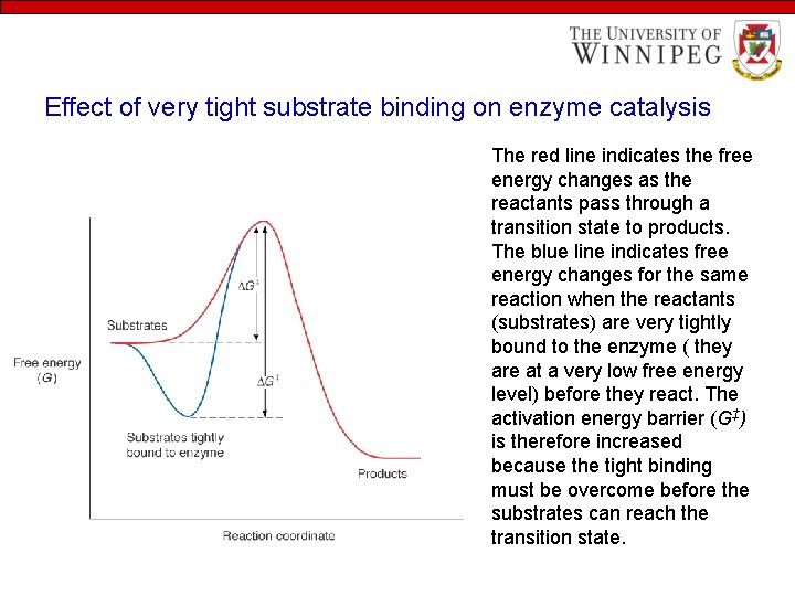 Effect of very tight substrate binding on enzyme catalysis The red line indicates the