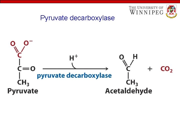 Pyruvate decarboxylase 