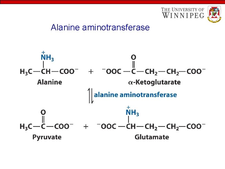 Alanine aminotransferase 