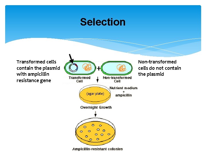 Selection Transformed cells contain the plasmid with ampicillin resistance gene Non-transformed cells do not