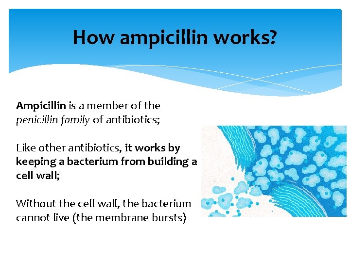 How ampicillin works? Ampicillin is a member of the penicillin family of antibiotics; Like