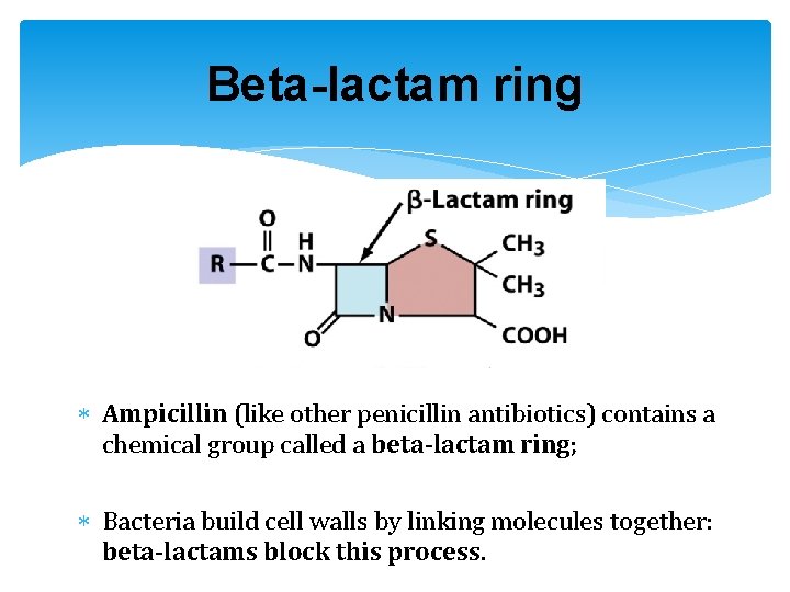 Beta-lactam ring Ampicillin (like other penicillin antibiotics) contains a chemical group called a beta-lactam