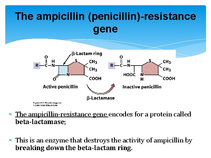 The ampicillin (penicillin)-resistance gene The ampicillin-resistance gene encodes for a protein called beta-lactamase; This