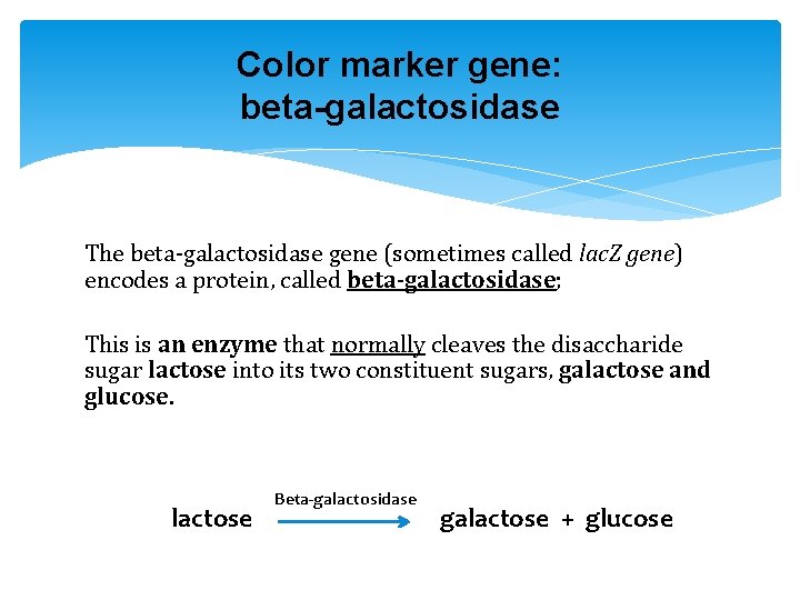 Color marker gene: beta-galactosidase The beta-galactosidase gene (sometimes called lac. Z gene) encodes a