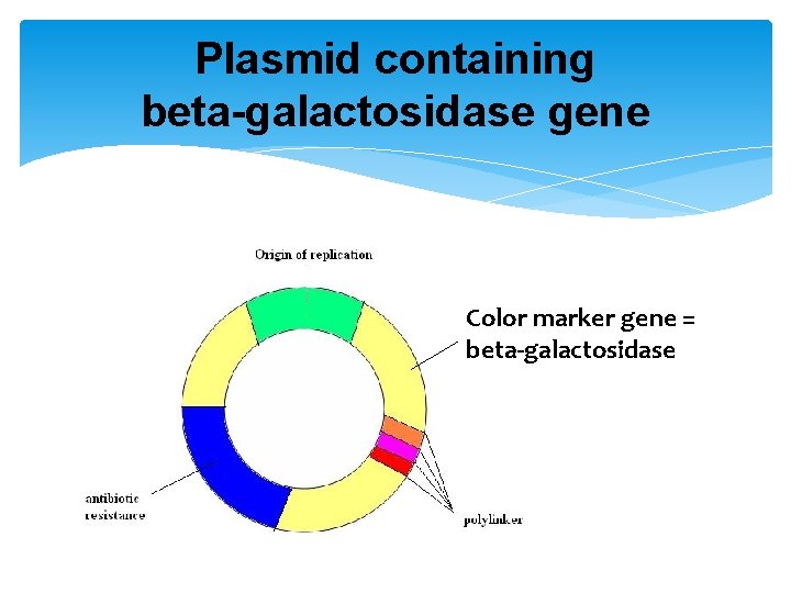 Plasmid containing beta-galactosidase gene Color marker gene = beta-galactosidase 