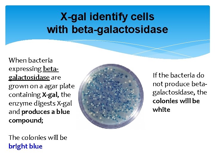 X-gal identify cells with beta-galactosidase When bacteria expressing betagalactosidase are grown on a agar