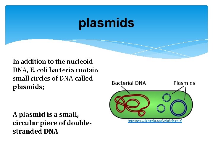 plasmids In addition to the nucleoid DNA, E. coli bacteria contain small circles of