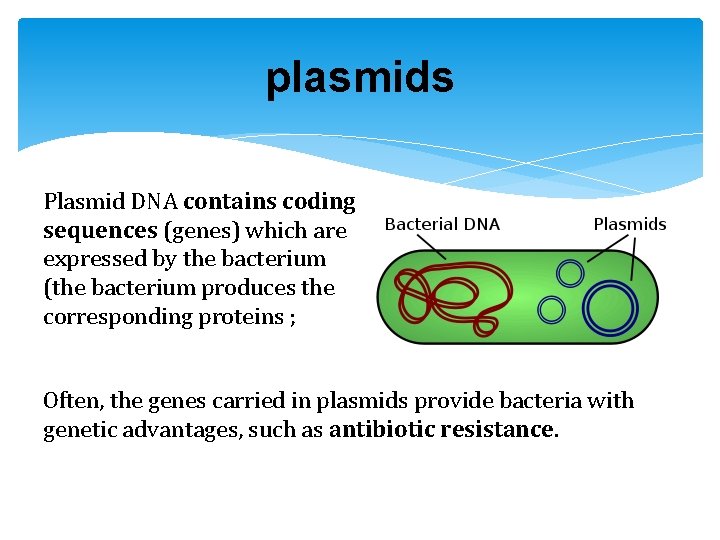 plasmids Plasmid DNA contains coding sequences (genes) which are expressed by the bacterium (the