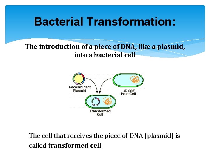 Bacterial Transformation: The introduction of a piece of DNA, like a plasmid, into a