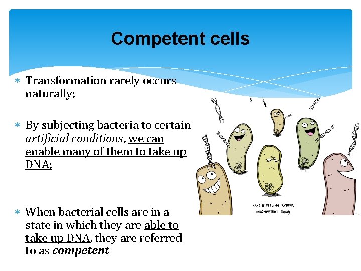 Competent cells Transformation rarely occurs naturally; By subjecting bacteria to certain artificial conditions, we