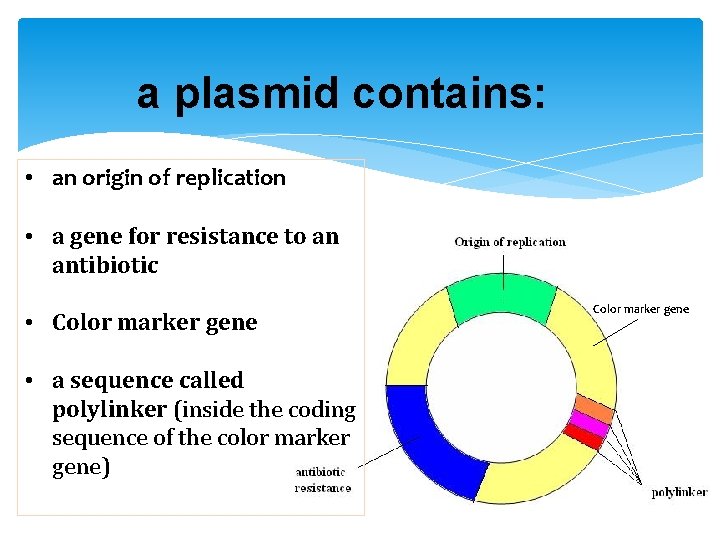 a plasmid contains: • an origin of replication • a gene for resistance to