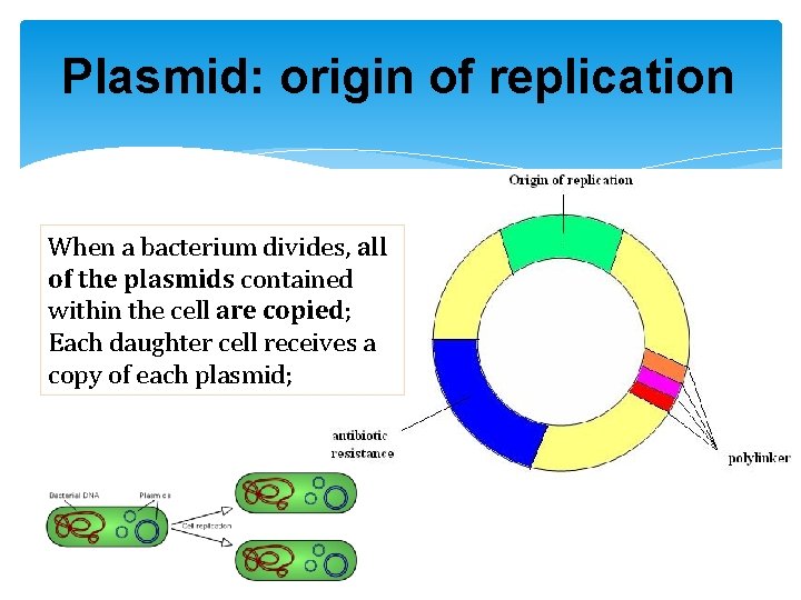 Plasmid: origin of replication When a bacterium divides, all of the plasmids contained within