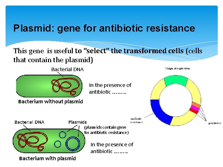 Plasmid: gene for antibiotic resistance This gene is useful to “select” the transformed cells