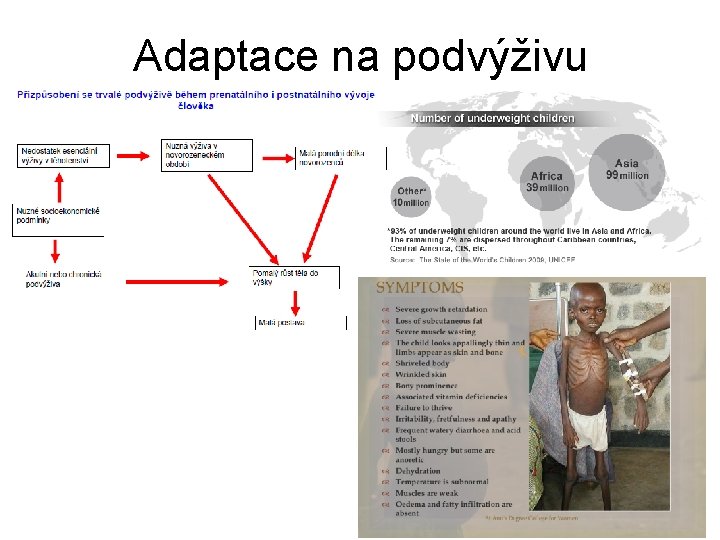 Adaptace na podvýživu 