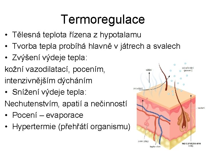 Termoregulace • Tělesná teplota řízena z hypotalamu • Tvorba tepla probíhá hlavně v játrech