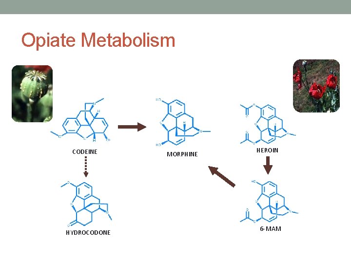 Opiate Metabolism CODEINE HYDROCODONE MORPHINE HEROIN 6 -MAM 