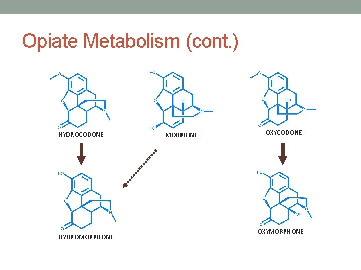Opiate Metabolism (cont. ) HYDROCODONE HYDROMORPHONE MORPHINE OXYCODONE OXYMORPHONE 