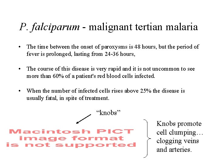 P. falciparum - malignant tertian malaria • The time between the onset of paroxysms