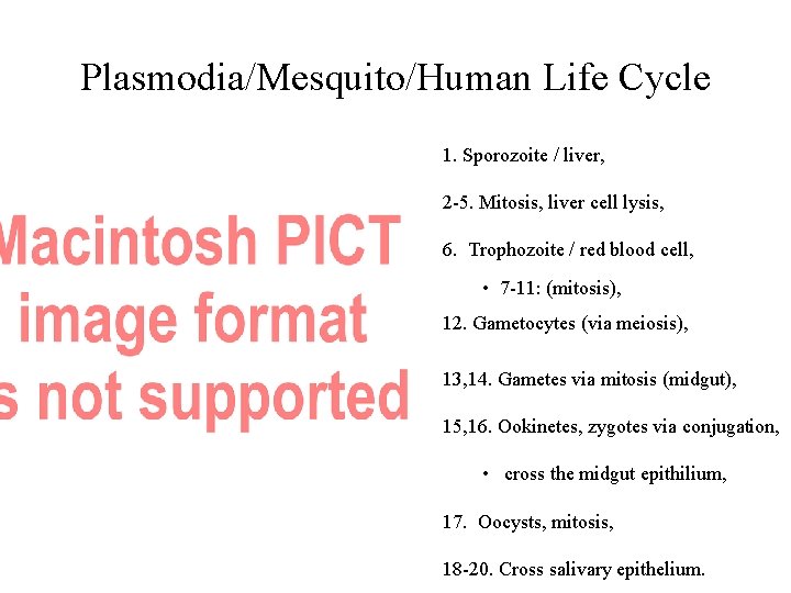 Plasmodia/Mesquito/Human Life Cycle 1. Sporozoite / liver, 2 -5. Mitosis, liver cell lysis, 6.