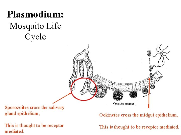 Plasmodium: Mosquito Life Cycle Sporozoites cross the salivary gland epithelium, This is thought to