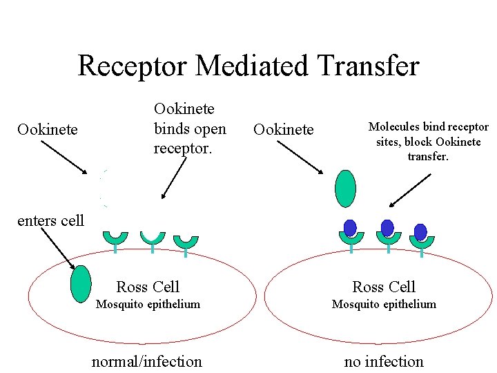 Receptor Mediated Transfer Ookinete binds open receptor. Ookinete Molecules bind receptor sites, block Ookinete